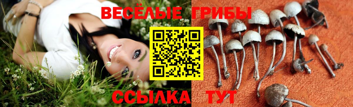 Новочеркасск  Псилоцибиновые грибы Cubensis  Вход с VPN 